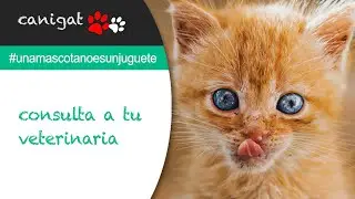 #unamascotanoesunjuguete 02