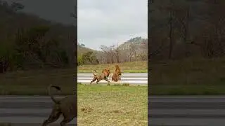 Lions Attack Other Lion on Runway