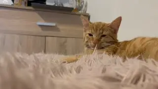 Sleep Music for Cats 🐈 Calming Music for Cats No Ads ♬ Sleep Music