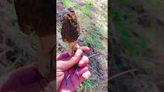 Hunting Rare Gochi Mushrooms in the Forest | Nature&rsquo;s Hidden Treasure