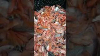 Baby Red Tilapia Sorting | bibit ikan nila merah