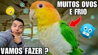 Ideia de Viveiro |  Adaptação dos Cisnes Negros e Muitos ovos nos Ninhos  | Aves Recriar