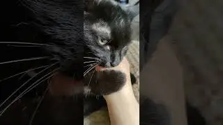Меня боялся сам Флинт