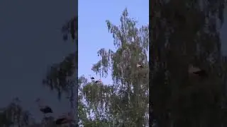 Аист или бусел #shots