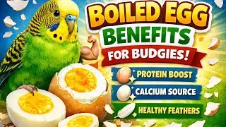 Boiled egg benefits for Budgies ! Protein boost Calcium Source Health feathers #budgies #parrotcare 