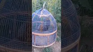 28 1 2026 kalateetar  francolin blackfrancolin teetarvoice kala teetar ki awaz black teetar ki awaz 