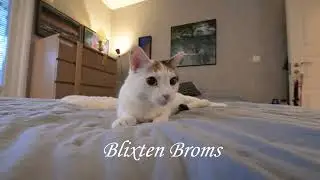 Blixten Broms