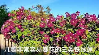 Sophie's Garden 介绍几款非常容易暴花的三类铁线莲