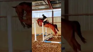 #horsejumping #horse #equestrian #younghorse #horsetrainer