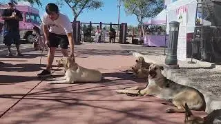 Suburban K9 Dog training at the Gilbert's Farmers Market in Gilbert, Arizona