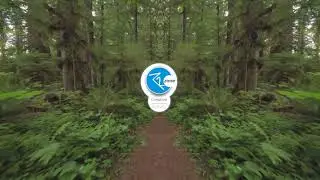 Walk through the forest at night | Chillout | deep house | dream | summer| r2zone