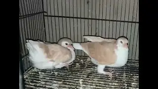 Zarad x Lal Shirazi quality pair with 2 chicks and eggs for sale  | Hyderabad | Pigeons | 7893525155