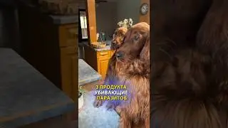 3 продукта от паразитов, глистов и клещей!