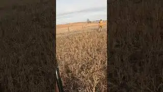 Few quail sighting this year but here&rsquo;s one I shot in Kansas #kansas #pheasanthunting #quailhunting