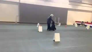 Afghan hound doing  rally obedience