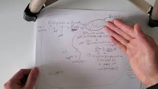 AP Biology Cellular Respiration (How does sugar and oxygen help us survive?)