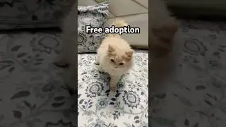 Free adoption persian cat #freeadoption #catfree #cat #persiancat
