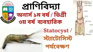 অস্থায়ী মাউন্টিং-চিংড়ির স্ট্যাটোসিস্ট/ Temporary Mounting - Observation of Statocyst of a Prawn.