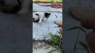 Angry  kitten protecting her food