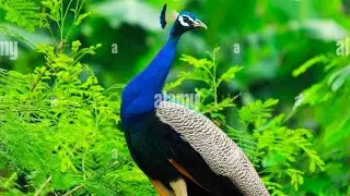 Morning Blog peacock 🦚🦚🦚 and Good information #birdsong #birds =haale dil bolog