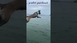 Water parkour Malinois 🌊🐕&zwj;🦺