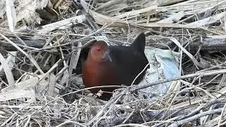 Birds Along a Winter Stream : Water Rail, Kingfisher Pellet, Redstart, and Shrike