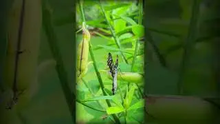 Beautiful butterfly movement.🦋🦋😍#butterfly #beautiful #beauty #shorts