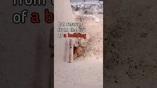 cat rescue from the top of a building in Hyderabad | AWCS  #cats #cat #catvideos #catrescue #hyd