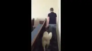 052812 OT Service Dog: Public Access 4 Church