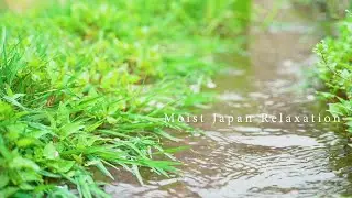【春 せせらぎ 桜】やさしいちょろちょろ音と春の風景、ASMR、くつろぎの3時間 ★134