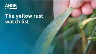 Yellow rust watch list | The Recommended Lists for cereals and oilseeds (RL)