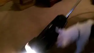 Dog attachment for vacuum cleaner