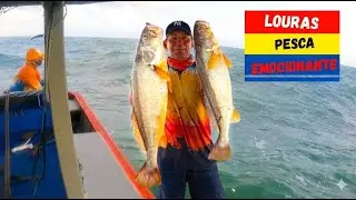 A busca pela Pescada Amarela: Ouro no fundo do mar.