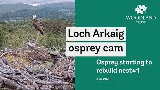 Nest building activity on nest#1 - Loch Arkaig Osprey Cam Highlights