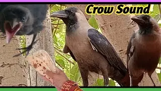 Crow Sound Video | Crow Call For Food | Crow Sound And Crow Call |