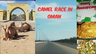 Camel Race in Oman II Wedding Anniversary