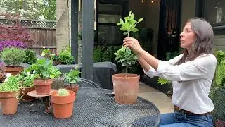 Shaping Boxwood and Privet Topiaries in my Zone 9b Garden