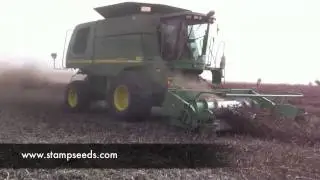 Faba Bean Harvest 2011