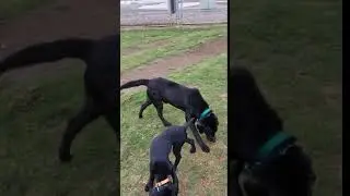 Banzai at the dog park