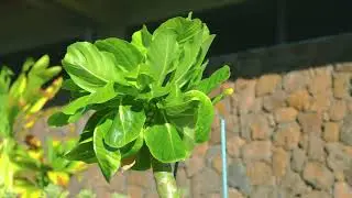 5 Reasons to Plant Native Plants
