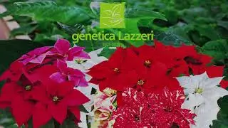 LAZZERI - New Company video!