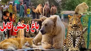 باغ وحش کابل/ شیر/ خرس/ پلنگ و هیجان هموطنان/kabul zoo
