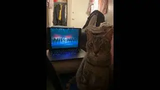 Watch my cat go into a different dimension during Riverdance #stpatricksday #dimension #timetravel
