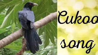 Birds around us  Morning alarm Beauties of nature 2021 #Birdsound #Birds #Birdwatching