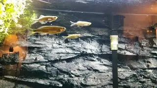 River Fish Tank - Giant Danios