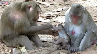 Tereza Pigtail Monkey Love Janna Baby Monkey As Her Daughter, Jane Janna Tereza Monkey