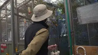 Widowed Bird Successfully Raises Chicks at Melbourne Zoo
