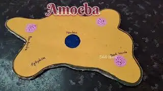 Amoeba Model Making #ScienceActivity #BiologyActivity #schoolactivity #modelmaking #amoeba #microbs
