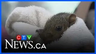 SPCA wants Montrealers willing to foster baby squirrels