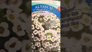 Just sweet love no madness  #alyssum  #gardening #seeds #flowers